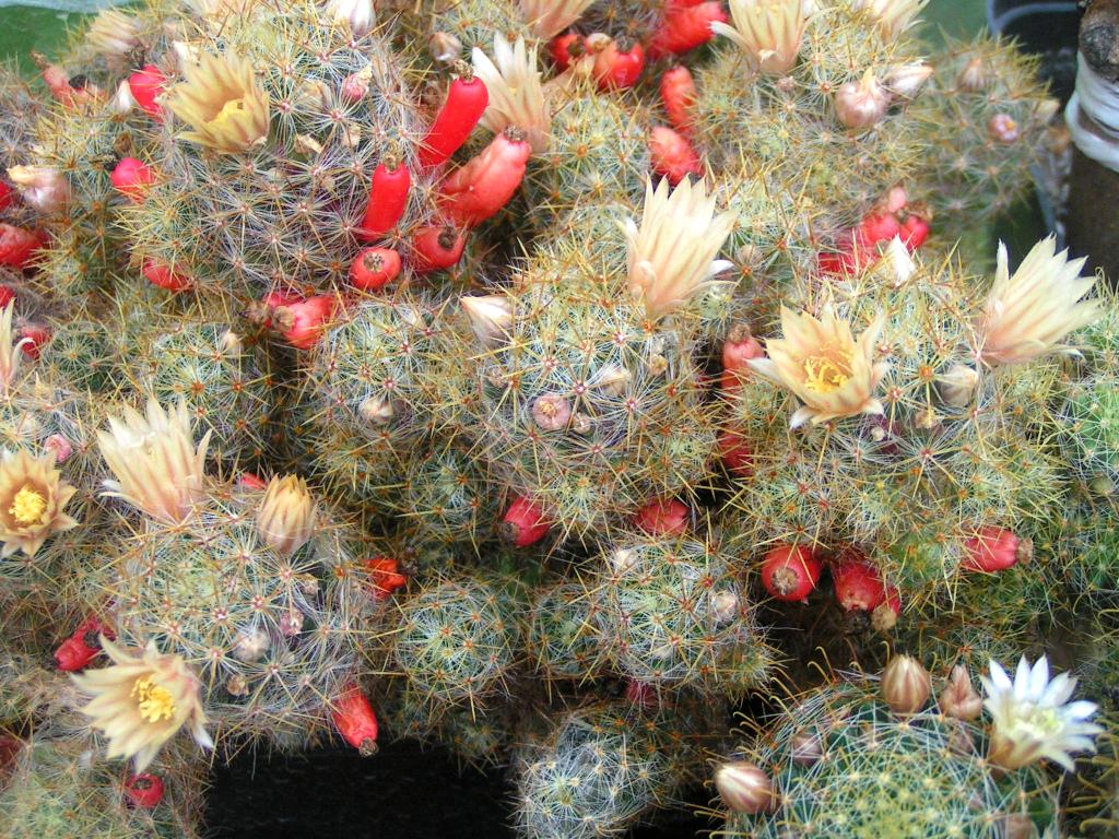 Mammillaria prolifera